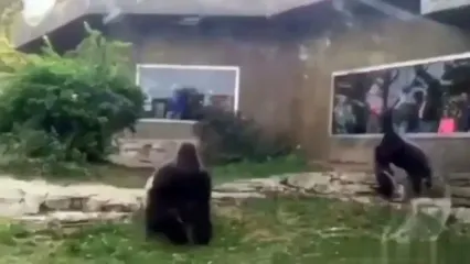 فیلم درگیری شدید دو گوریل در باغ وحش