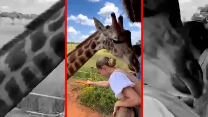 فیلم حمله ناگهانی زرافه به زن گردشگر