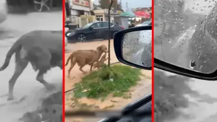 فیلم نجات توله سگ توسط مادرش در سیلاب کردستان عراق