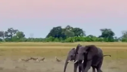 نجات جان «اسب آبی» از دست سگ های وحشی توسط فیل ها!