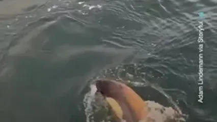 تعقیب هولناک پنگوئن توسط نهنگ‌های قاتل