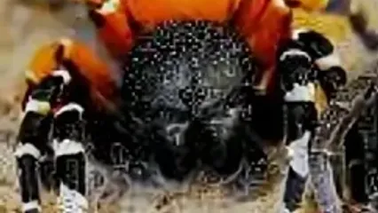 کشف عنکبوت عجیبی که مثل یاقوت می‌درخشد!