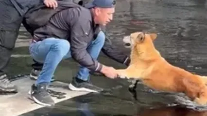 نجات یک سگ گرفتار در قیر پس از واژگونی کامیون