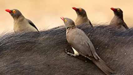 پرنده‌ای کوچک، پزشک بزرگِ دام‌ها