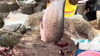 برش زدن ماهرانه ماهی روهو توسط ماهی فروش هندی و در کنار خیابان