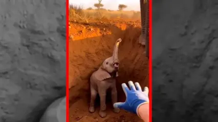 فیلم نجات بچه فیل از گودال عمیق ساخته شده با هوش مصنوعی