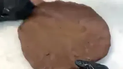 مراحل درست کردن یک فیل دو متری با شکلات به روس قناد ماهر آمریکایی