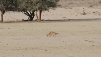 اشتباه مهلک غزال در برابر شغال؛ مبارزه به جای فرار!