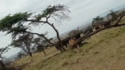 فرار باورنکردنی یک شیر نر از دست گله گاومیش های عصبانی!