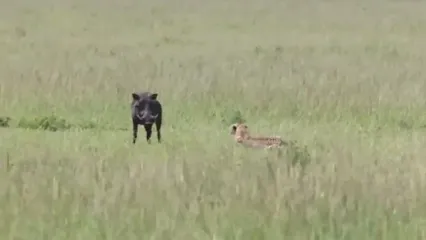 وقتی گزار حواس پرت وارد دام شکارچی اش می شود!