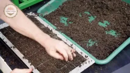 مراحل دیدنی کاشت، برداشت و فرآوری صدها تن کلم بروکسل در هلند