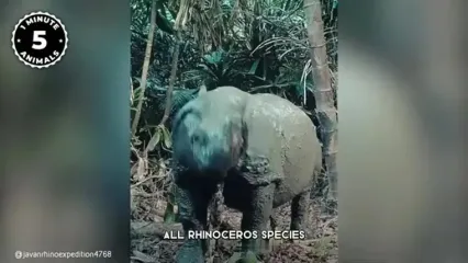 10 گونه حیوان کمیاب که در خطر انقراض هستند