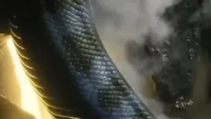 ویدئو: وقتش است که از دیوار زرد بالا برویم!