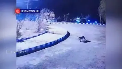 مشاهده یک قلاده پلنگ ایرانی در اسفراین خراسان شمالی