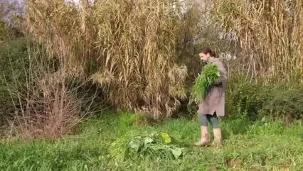 غذای روستایی در مراکش؛ پخت رفیسای سنتی با بلدرچین