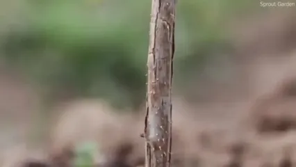 نگاهی به مراحل کاشت و برداشت گواوا در جنوب چین