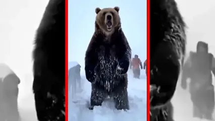 فیلم شبیه سازی نجات خرس در برف با هوش مصنوعی