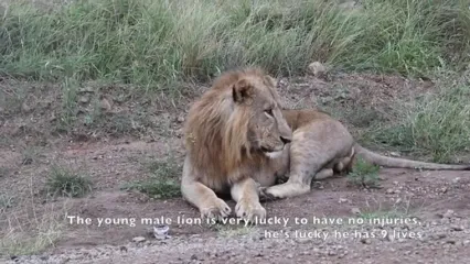 وقتی سلطان جنگل تلاش می کند که مثل پلنگ از درخت بالا برود!