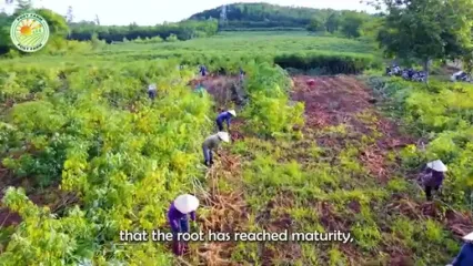 چگونه هزاران تن کاساوا در آمریکای جنوبی برداشت و فرآوری می شود؟