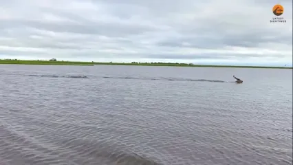 فرار تماشایی ایمپالا از دست کروکودیل گرسنه در رودخانه