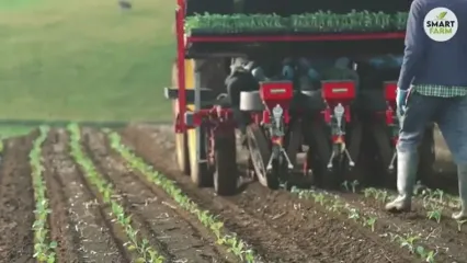 ببینید؛ چگونه آمریکایی ها هزاران تن کلم بروکلی را کشت و برداشت می کنند؟