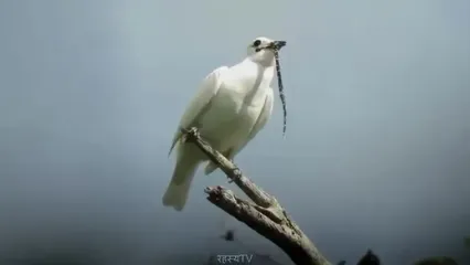 زنگ‌مرغ سفید؛ پرنده ای که مانند اره برقی صدا تولید می کند