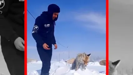 یخ زدن ایستاده یک روباه در ترکیه