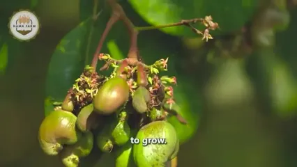 مراحل برداشت و فرآوری صدها تن گواوا در تایوان