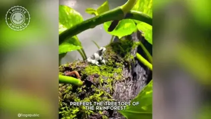 قورباغه شیری آمازون؛ قورباغه ای بامزه شبیه به شخصیت های کارتونی!