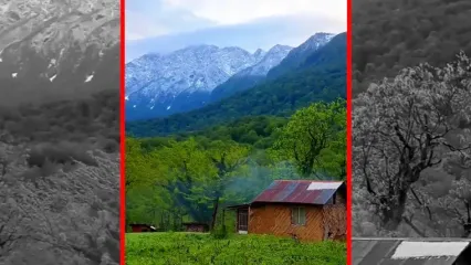 فیلم آرامش در قلب بهشت جنگل های هیرکانی درفک جان