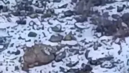 ثبت حضور پلنگ در کوه‌های فیروزکوه