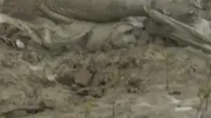 عملیات نفس‌گیر نجات فیل گرفتار در گل و لای