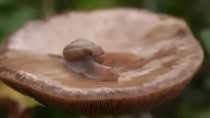 غذای روستایی در مراکش؛ جمع آوری حلزون از مزرعه و پخت غذا با آن