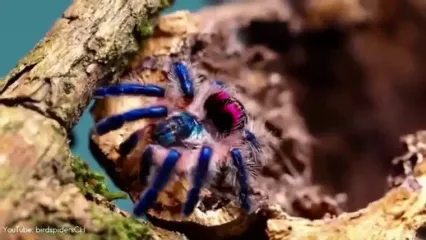 5 گونه از زیباترین و شگفت انگیزترین عنکبوت های دنیا