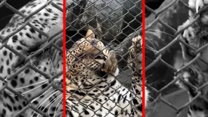 فیلم شکار غیرمنتظره پلنگ در بانکوک