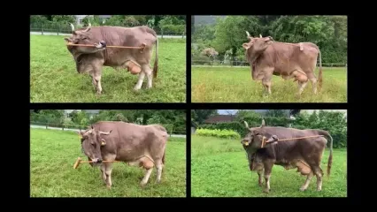 مشاهده تاریخی: گاوها هم می‌توانند از ابزار استفاده کنند