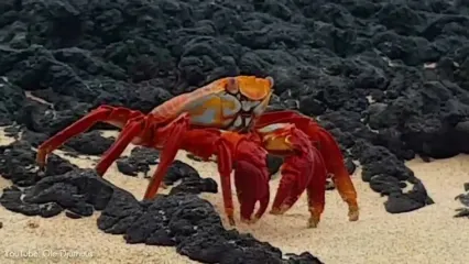 خرچنگ سالی لایت فوت؛ زیباترین خرچنگ جهان