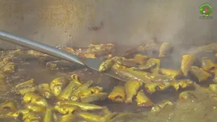 غذای روستایی در هند؛ پخت خوراک با ماهی کپور ریز توسط 12 آشپز روستایی