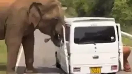 لحظات ترسناک سافاری در سریلانکا؛ فیل درِ خودرو را کند!