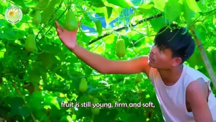 چگونه تایلندی ها صدها تن چایوت را برداشت می کنند؟