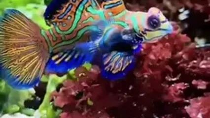 جواهر رنگارنگ اقیانوس آرام را ببینید!