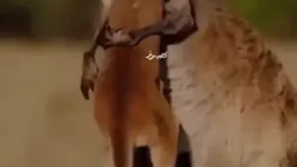 آغوش نجات؛ لحظه عاشقانه کانگورو و بچه‌اش پس از فرار