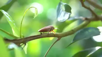 غذای روستایی در چین؛ تهیه ترشی و پخت غذا با فلفل