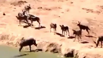 فیلم شکار گراز وحشی توسط کروکودیل