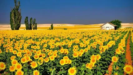 فال ابجد امروز 22 بهمن 1404