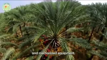 چگونه پاکستانی ها هزاران تن خرما را برداشت می کنند؟