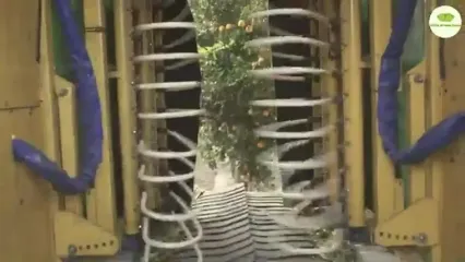 چگونه ایتالیایی ها صدها تن لیمو را برداشت و فرآوری می کنند؟