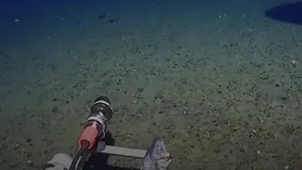 ثبت نخستین تصویر از کوسه در اقیانوس جنوبگان