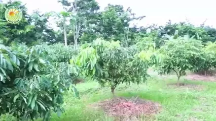 چگونه تایلندی ها میلیون ها عدد منگوستین را برداشت و فرآوری می کنند؟