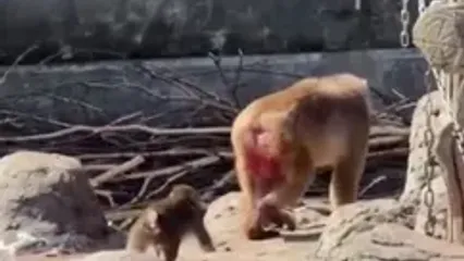 بچه میمون یتیم و معروف سرانجام مادر پیدا کرد